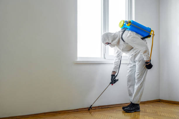 Best Wasp Removal Services  in Delphos, OH