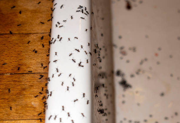 Best Termite Control Services  in Delphos, OH
