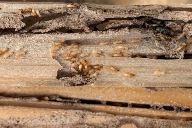 Best Wildlife Control Services  in Delphos, OH