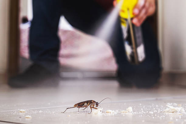 Best Rat Extermination Near Me  in Delphos, OH